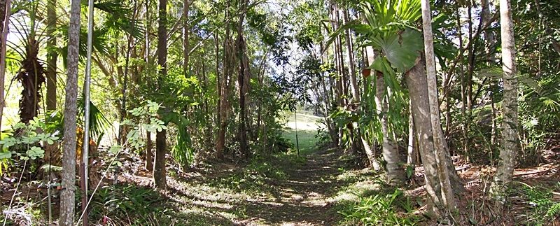 forest walk