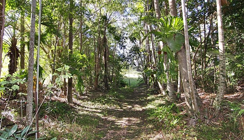 forest walk